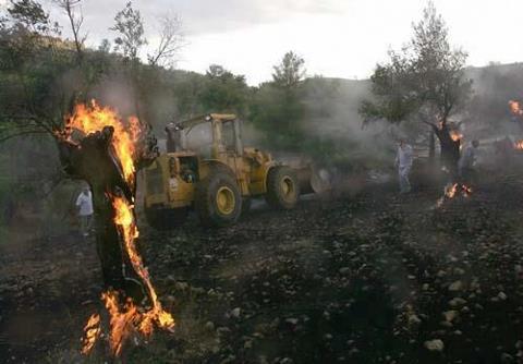 Des colons ouvrent le feu sur des cueilleurs d'olives et mettent le feu aux oliviers près de Naplouse